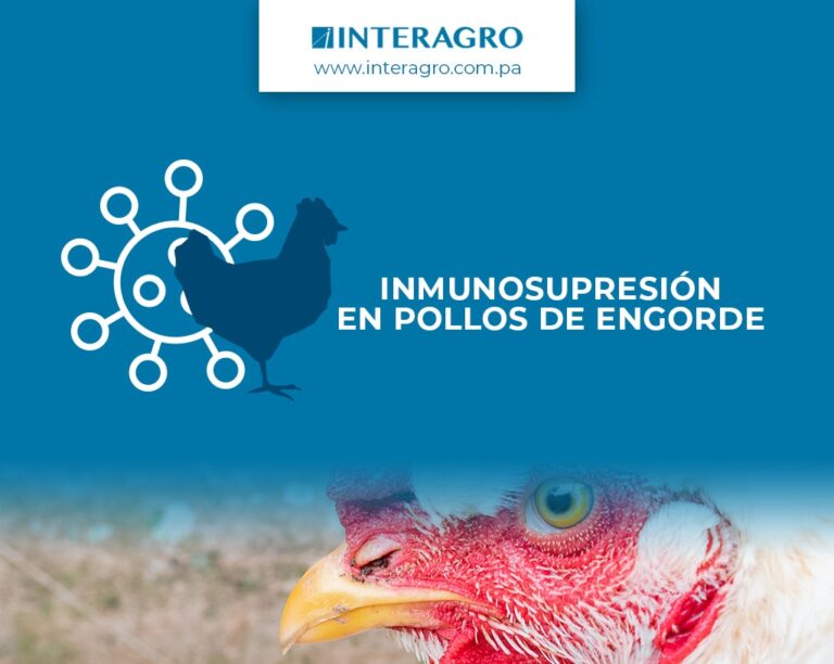 inmunosupresion en pollos de engorde interagro