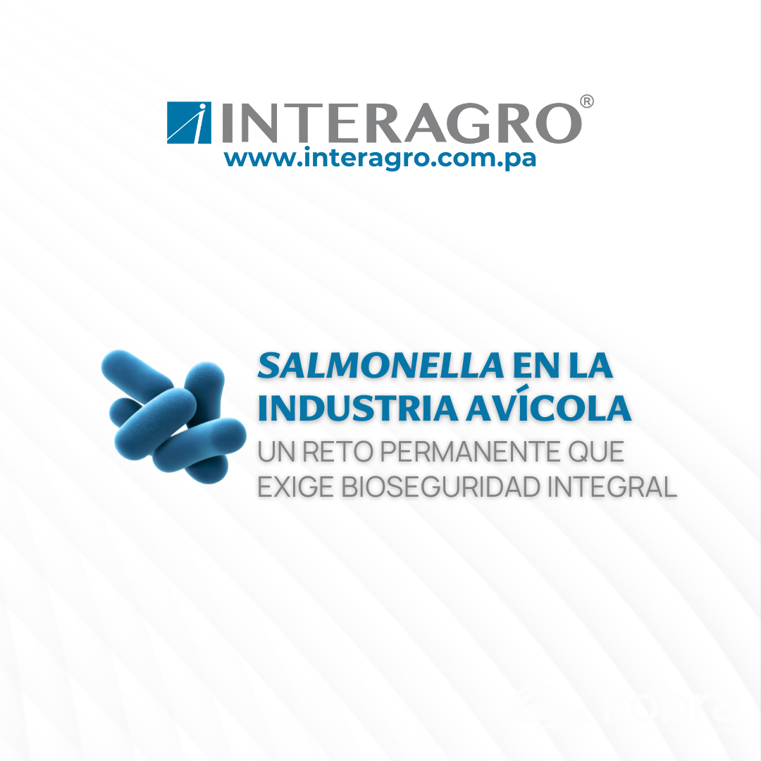 Salmonella en la Industria Avícola: Un Reto Permanente que Exige Bioseguridad Integral